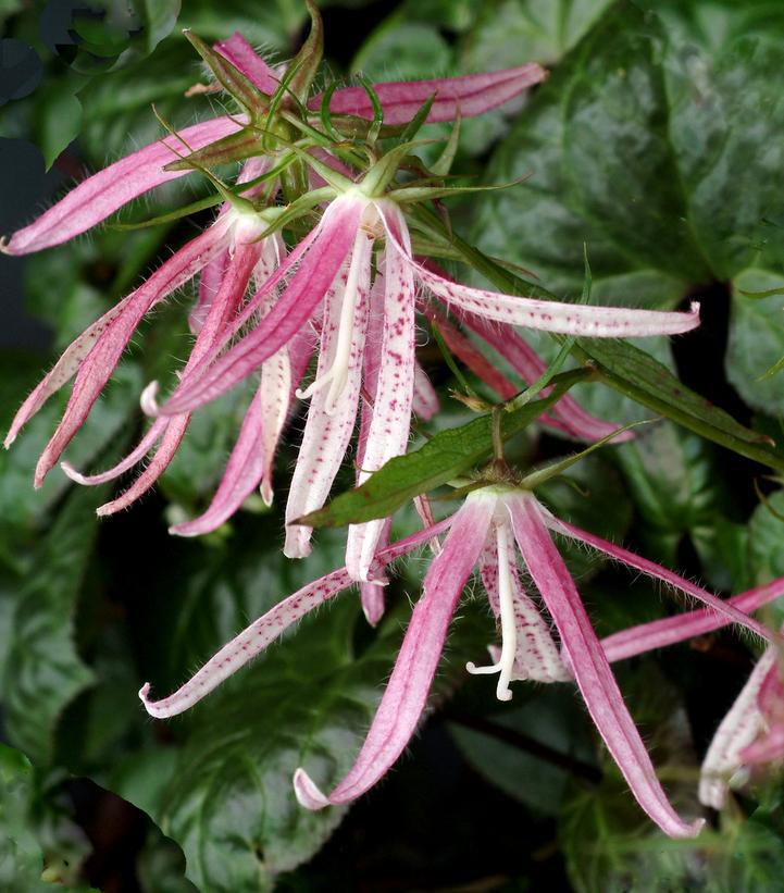 1G Campanula 'Pink Octopus' Pink Octopus Bellflower: Patent PP18,885 1011819