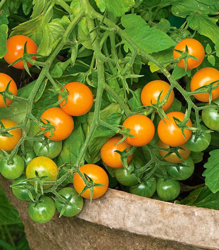 1G Tomato 'Sungold' Sungold Cherry Tomato 1004991