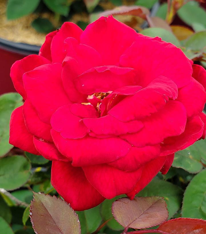 2G ROSA EE `KASHMIR` Kashmir Rose 1008249