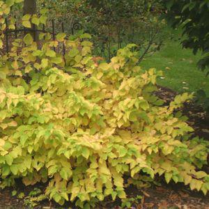 3G Cornus sanguinea Arctic Sun® ('Cato') Arctic Sun® Dogwood: Patent PP19892 1003691