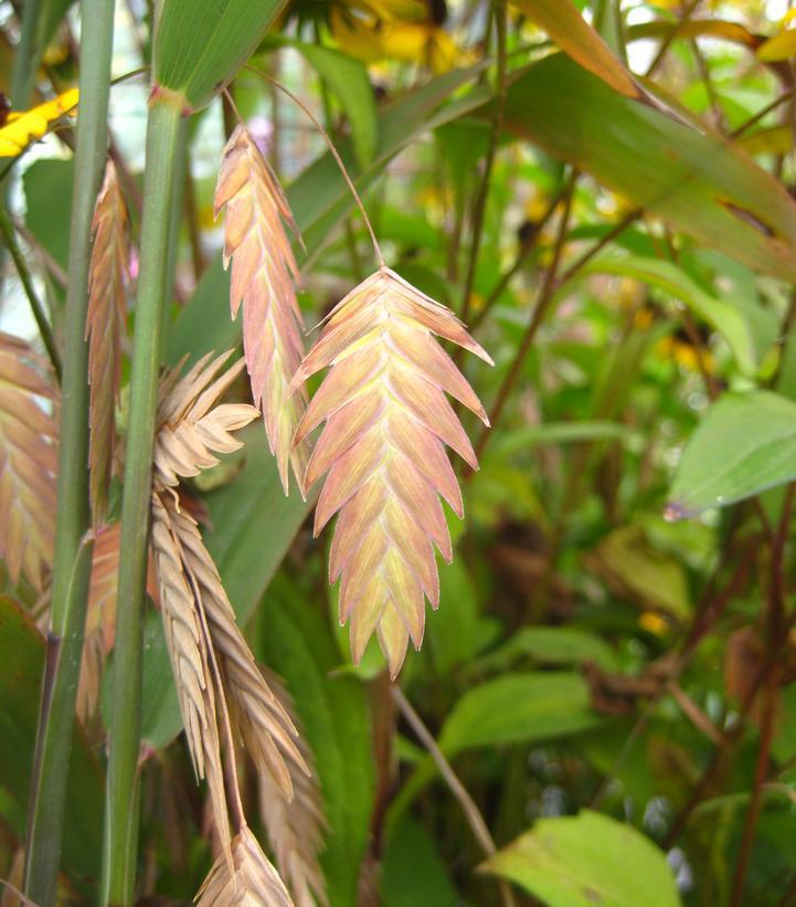 1G CHASMANTHIUM LATIFOLIUM AB (Northern Sea Oats) 1003457