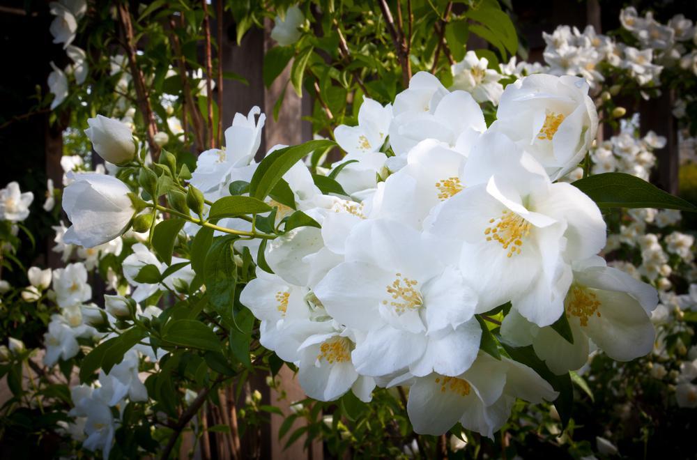 2G Rosa 'White Knock Out' White Knock Out® Rose: Patent PP20,273 107971