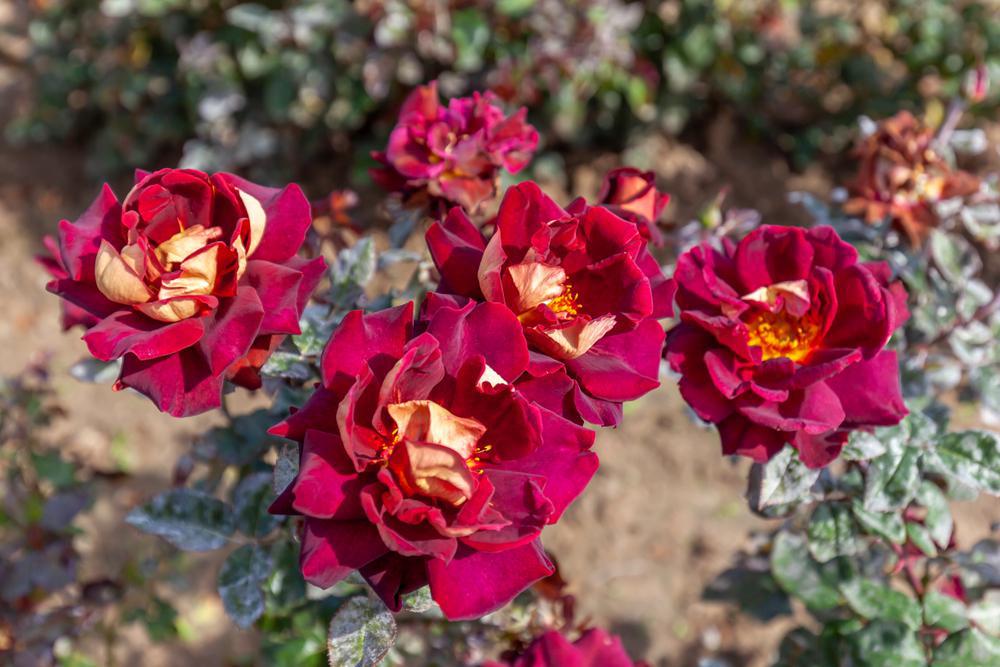 3G Rosa 'Dark Knight' ('Meirysett') Dark Knight™ Hybrid Tea Rose: Patent PP21,071 1014579