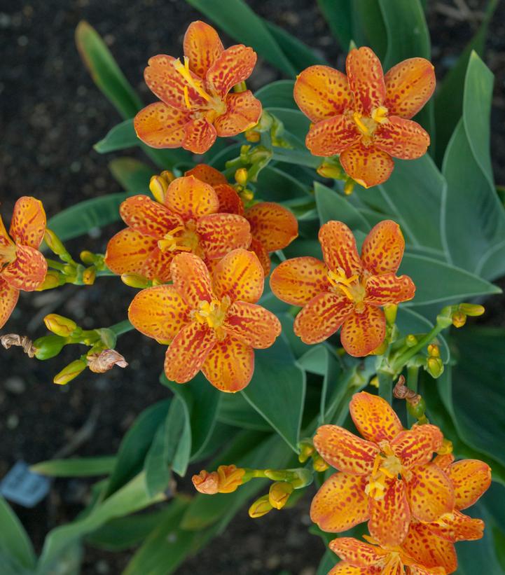 2G Belamcanda chinensis 'Freckle Face' Freckle Face Blackberry Lily