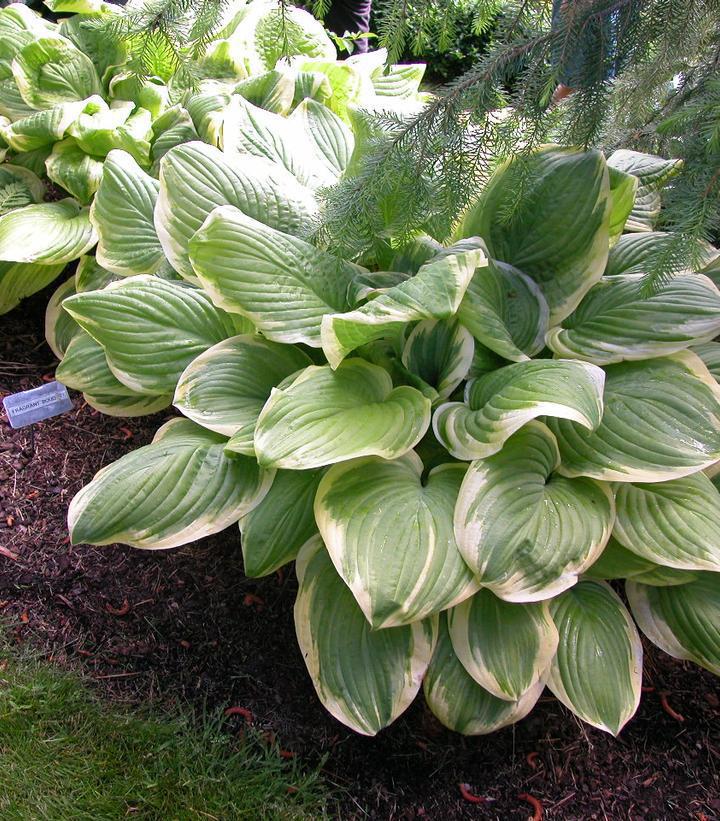 1G Hosta 'Fragrant Bouquet' Fragrant Bouquet Hosta 1002349