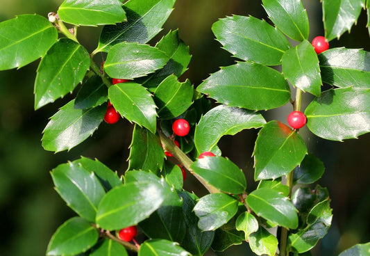 10G Ilex X meserveae 'Blue Maid' Blue Maid Holly 1003486