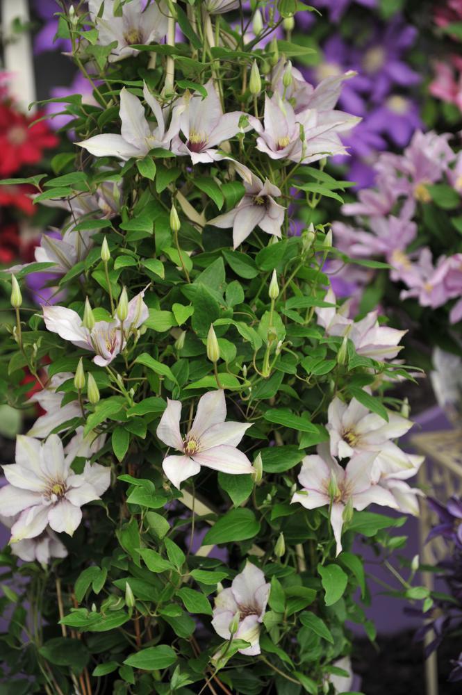 8" Clematis 'Samaritan Jo' ('evipo078') Samaritan Jo™ Clematis 1007219