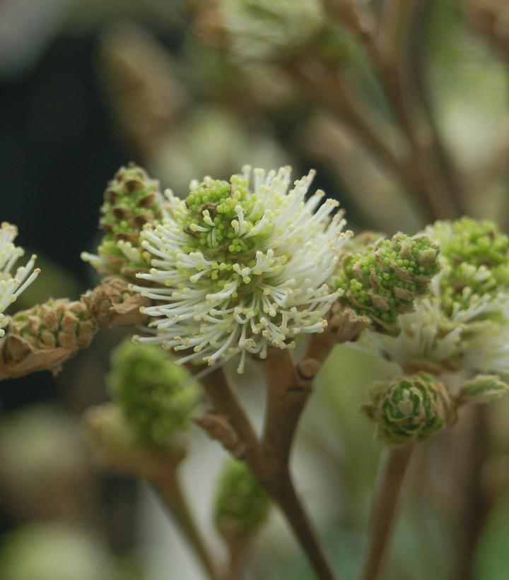 Fothergilla major 'Mount Airy' Mt. Airy Fothergilla