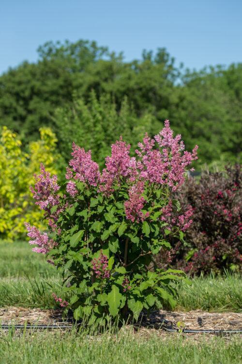 3G Syringa prestoniae 'Pinktini' ('JEFTINI') Lilac: Patent PP32,724 1013631