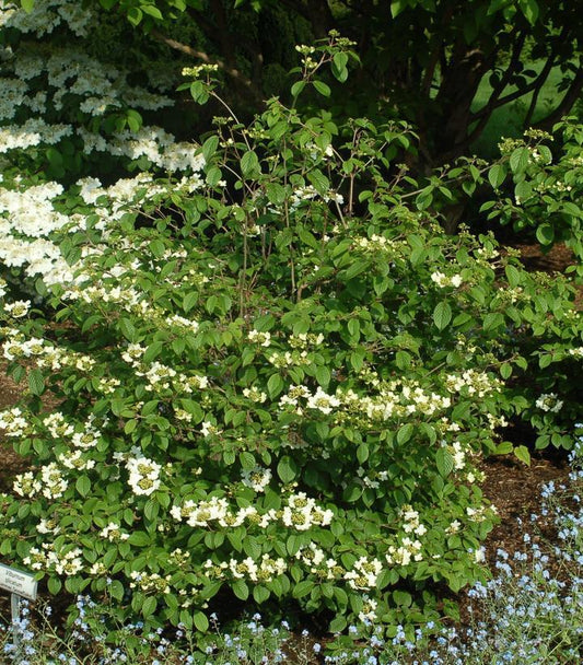 7G Viburnum p. t. 'Summer Snowflake' Summer Snowflake Viburnum 1010457