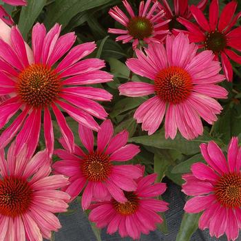 8" ECHINACEA KISMET Raspberry PT (Coneflower) 1009384