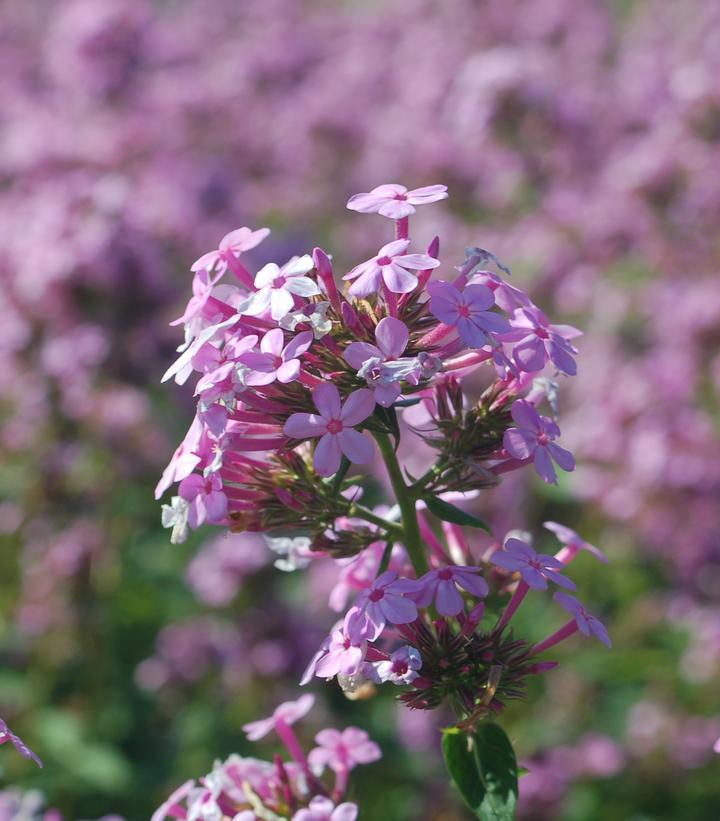 2G Phlox paniculata 'Jeana' Jeana Garden Phlox 1005530