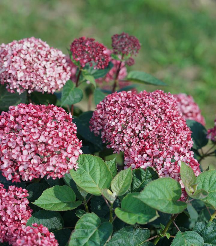 3G Hydrangea arborescens 'Invincibelle Garnetta' ('NCHA6') Smooth Hydrangea: Patent PP33,142 1012709