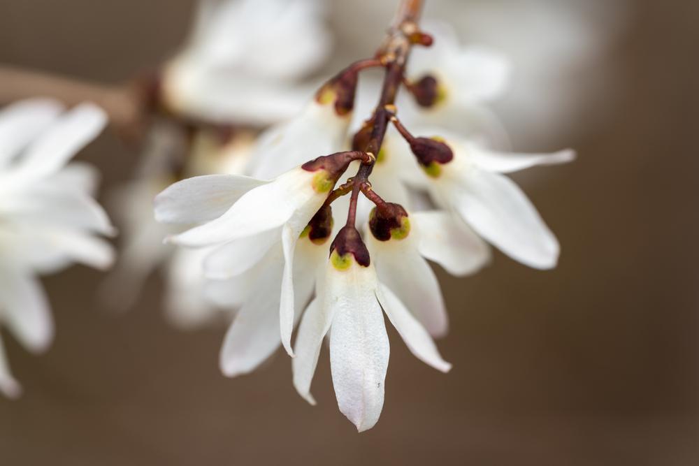 3G Abeliophyllum distichum White Forsythia