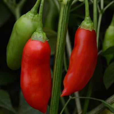 1G Pepper 'Aji Rico' (Hot) Aji Rico Hot Pepper 1013905