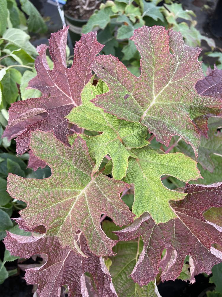 3G Hydrangea quercifolia 'Ruby Slippers' Ruby Slippers Oakleaf Hydrangea 1008325