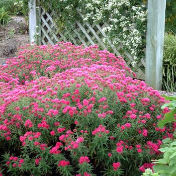 2G Aster novae-angliae 'Alma Potchke' Alma Potchke New England Aster 1003477