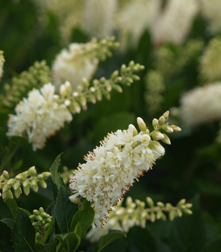 3G Clethra alnifolia 'Sugartina Crystalina' ('Crystalina') Sugartina® Crystalina Summersweet: Patent PP21561