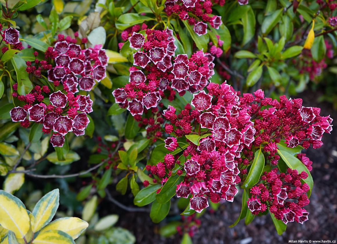 3G Kalmia lat. 'Kaleidoscope' Kaleidoscope Mountain Laurel 1000341