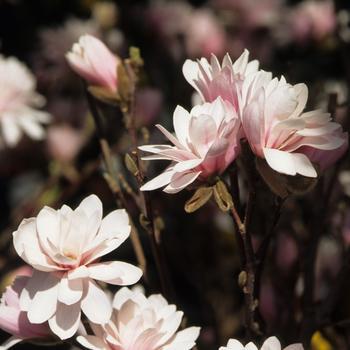 3G MAGNOLIA X LOEB. LEONARD MESSEL Leonard Messel Magnolia 1000652