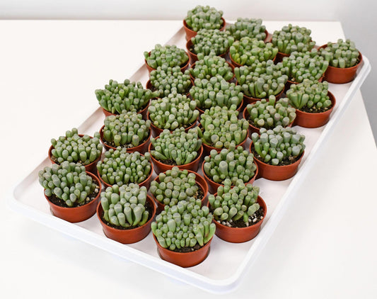 2.5" Succulent - Baby Toes C4575