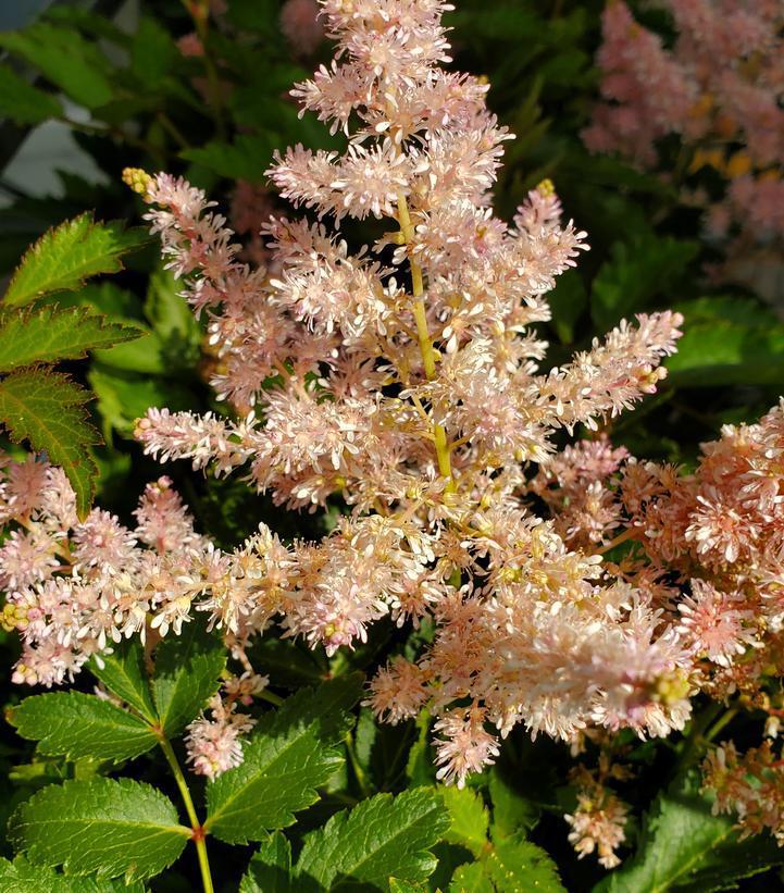 2G Astilbe 'Younique Silvery Pink' ('Verssilvery Pink') Younique Silvery Pink Astilbe: Patent PP20,656 1004586