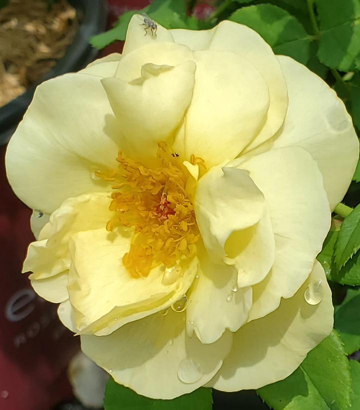 2G Rosa 'High Voltage' ('BAIage') High Voltage Shrub Rose 1008248