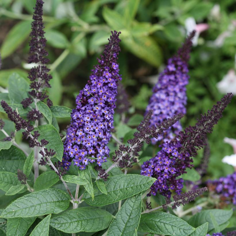 3G Buddleia 'Pugster Blue' ('SMNBDBT') Pugster Blue® Butterfly Bush: Patent PP28,794 1009190