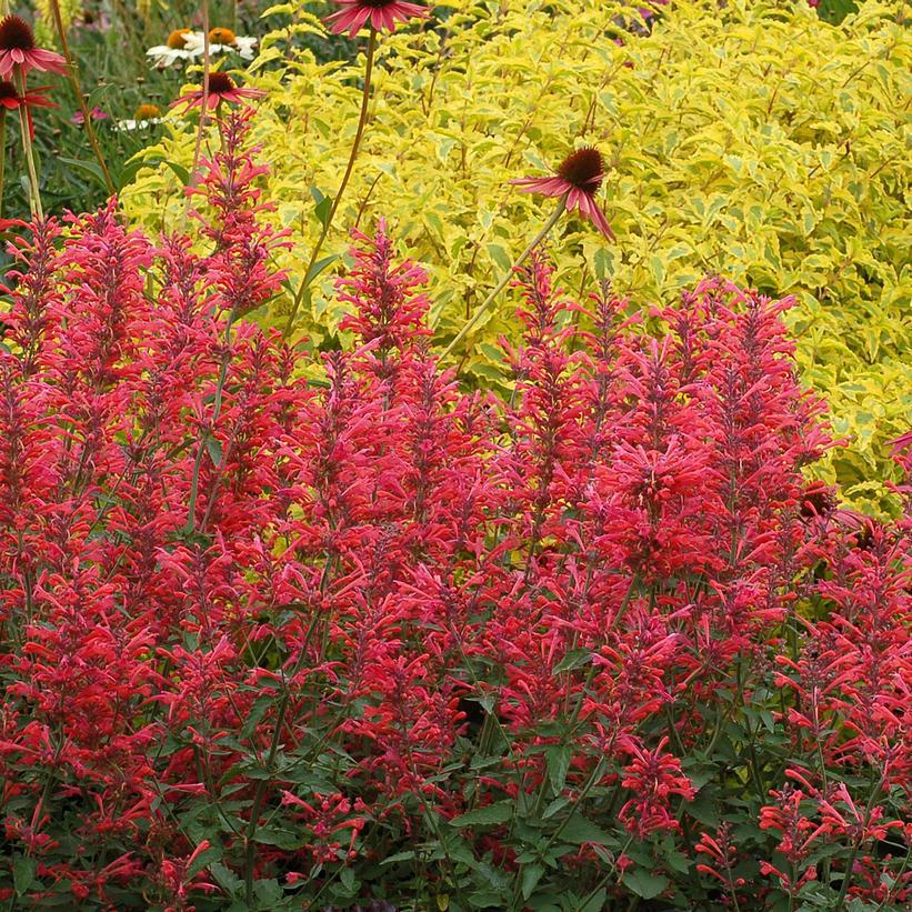 8" Agastache Kudos™ Coral Kudos™ Coral Hummingbird Mint: Patent PP25,613 (Anise Hyssop) 1010831