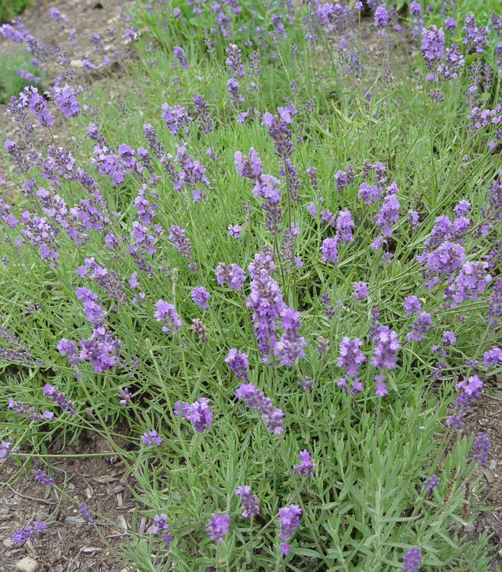 2G Lavandula Angustifolia 'Munstead Strain' Munstead Strain Lavender 1000379