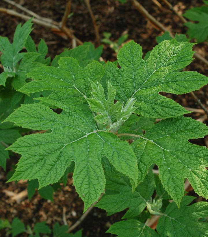 3G Hydrangea quercifolia Snow Queen™ ('Flemygea') Snow Queen™ Oakleaf Hydrangea