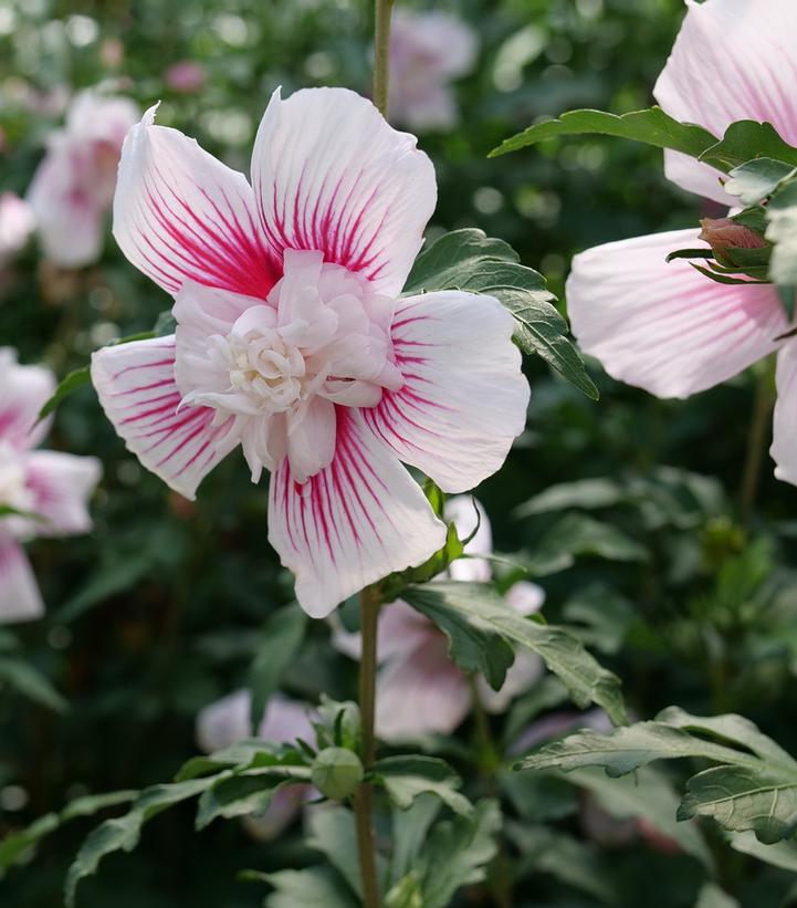 3G Hibiscus Syriacus 'Starblast Chiffon' - Rose of Sharon - 1015424