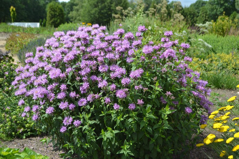 2G Monarda fistulosa Wild Bergamot 1012082