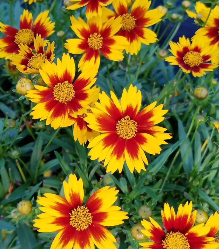 2G Coreopsis Li'l Bang™ 'Daybreak' Daybreak Tickseed: Patent PP27,138 1010601