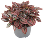 5" Peperomia Cayenne - G4295