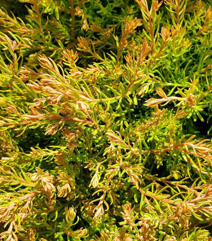 3G Thuja occidentalis 'Fire Chief' ('Congabe') Fire Chief™ Globe Arborvitae: Patent PP19,009 1008513