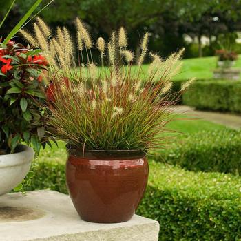 1G Pennisetum alopecuroides 'Burgundy Bunny' Burgundy Bunny Fountain Grass: Patent PPAF 1005689