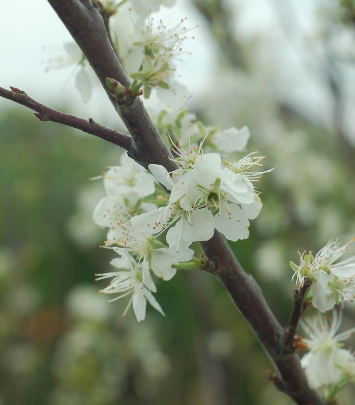 3G Prunus Maritima  (Beach Plum) 1002038