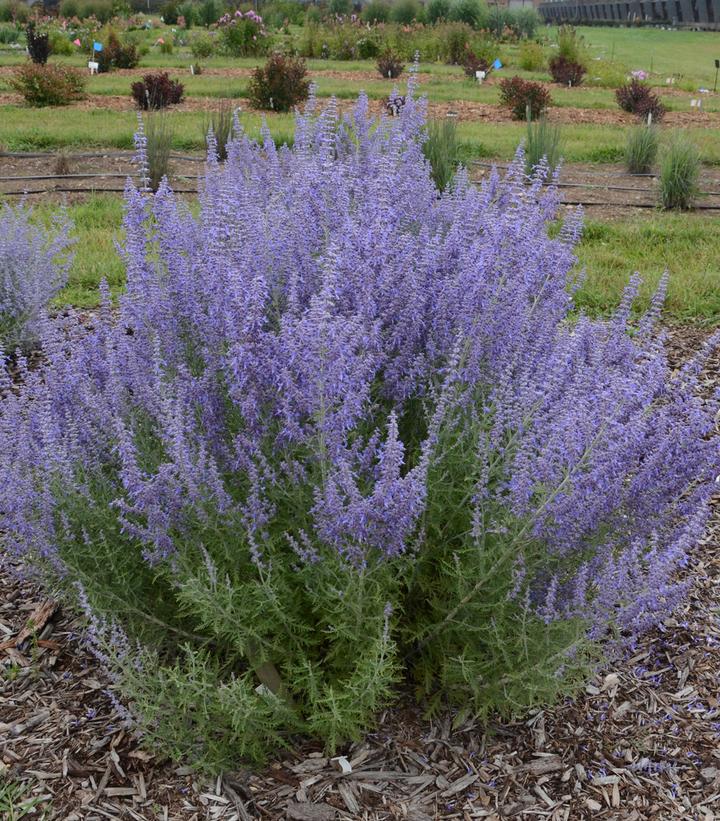 2G Perovskia atriplicifolia Denim 'n Lace Denim 'n Lace Russian Sage: Patent PPAF 1008129