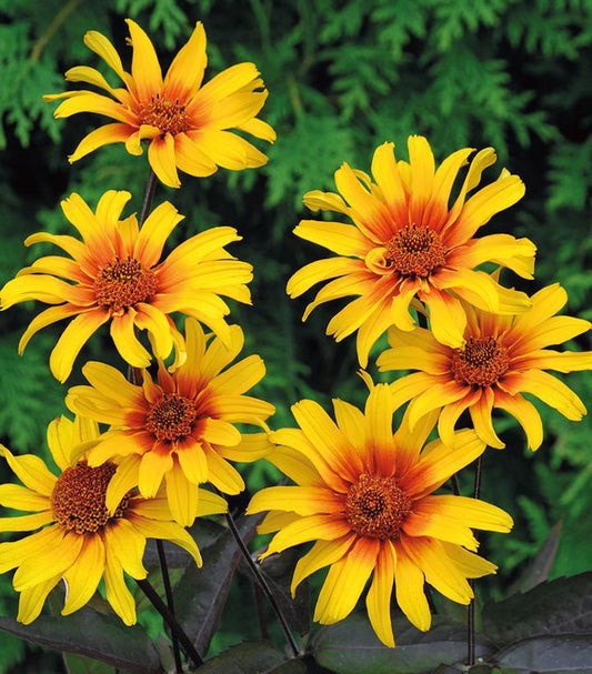 2G Heliopsis helianthoides var. scabra 'Burning Hearts' Burning Hearts Smooth Ox-eye 1011688