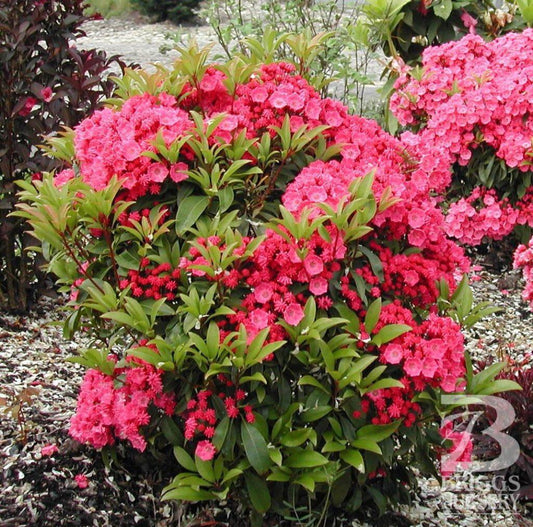 3G Large Kalmia Latifolia 'Pink Charm' Pink Charm Mountain Laurel 1003993