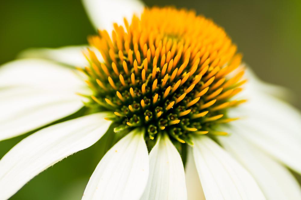 1G Echinacea 'Happy Star' Happy Star Coneflower 1006129