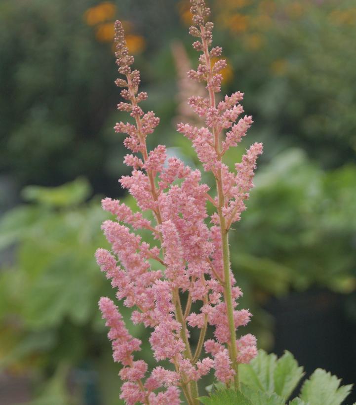 1G Astilbe chinensis 'Visions in Pink' Visions in Pink Astilbe: Patent PP11,860 1002380