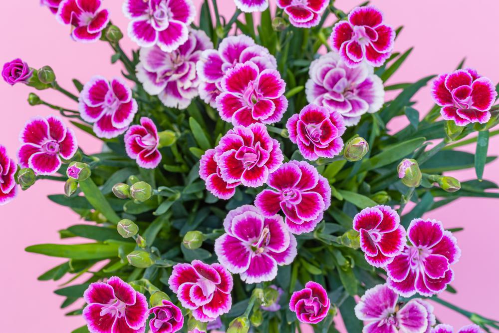 8" Bowl Dianthus Pink Kisses