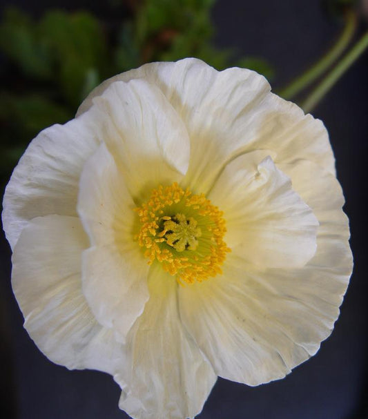 1G Papaver nudicaule 'Garden Gnome' Garden Gnome Iceland Poppy 1004302