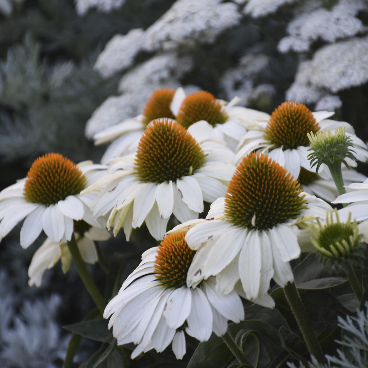 2G Echinacea hybrid Color Coded™ 'The Price is White' The Price is White Coneflower: Patent PPAF