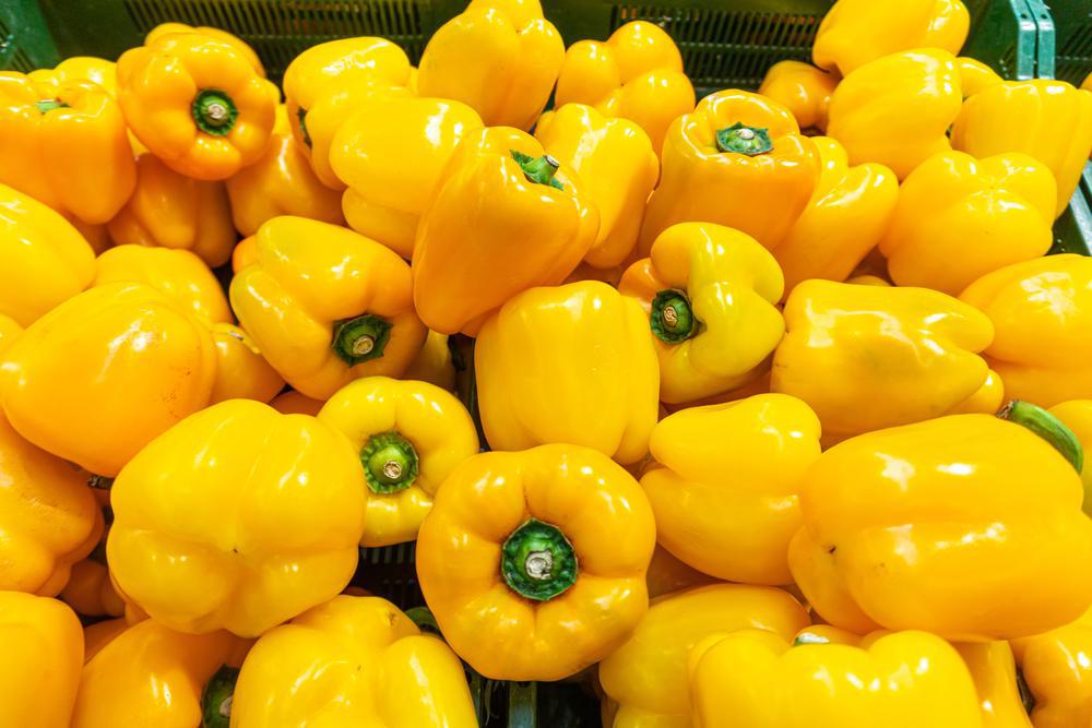 1G PEPPER `GOLDEN BELL` (SWEET) Golden Bell Sweet Pepper 1004976