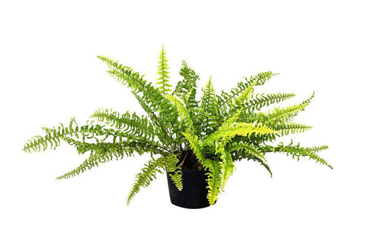 4" Fern - Boston