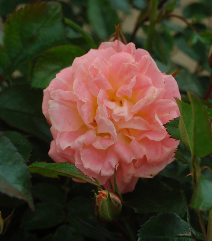 2G Rosa 'Peach Drift' ('Meiggili') Peach Drift® Rose: Patent PP18,542 1007522