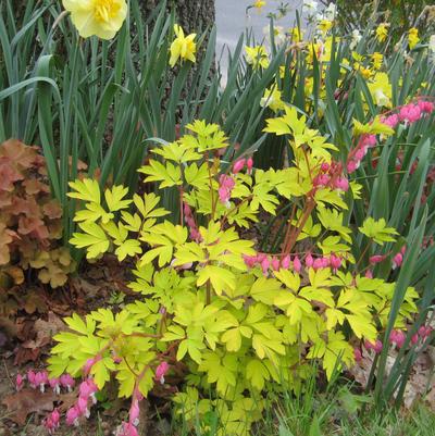 8" Dicentra spectabilis 'Gold Heart' Gold Hearts Bleeding Heart 1012305